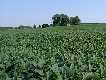 #2: Standing at the confluence in the middle of the bean field