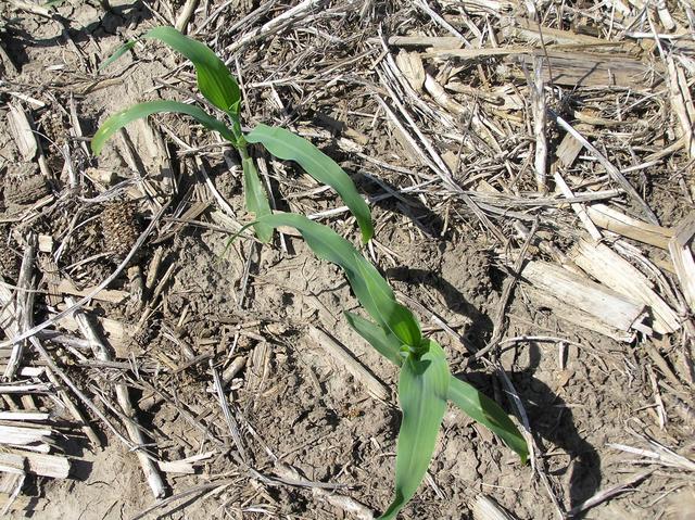 Groundcover at confluence site - newly planted corn.