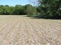 #7: View to the southeast from the confluence.