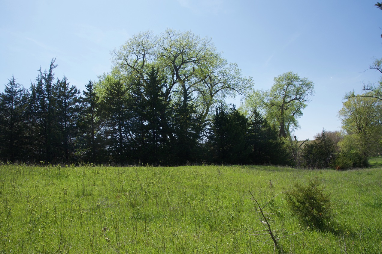 View West (towards a small creek, lined with trees)