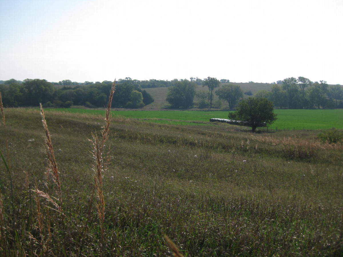 Looking east toward the confluence beyond the alfalfa as I set out due east from my car