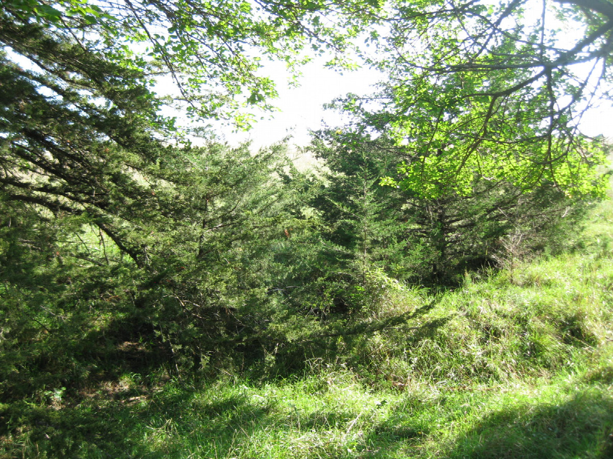 View east from the confluence