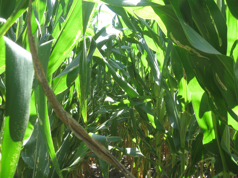 Corn to the south (down the row I walked).