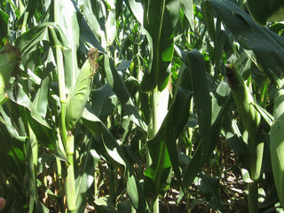 #1: Corn to the east.