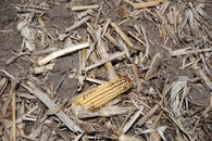 #5: Ground cover at the confluence point.  Yes, corn was growing here!