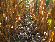 #4: View to the south at ground level; notice ground cover