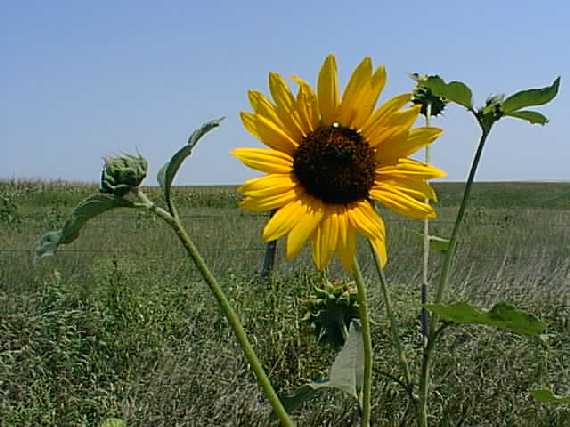 Sunflower