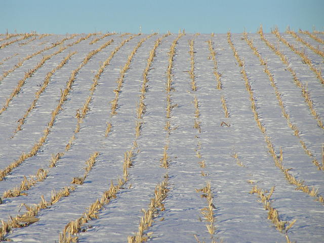 Rows of corn in the snow:  View to the west from 41 North 100 West.
