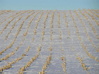 #1: Rows of corn in the snow:  View to the west from 41 North 100 West.