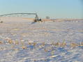 #3: Center pivot irrigation:  View to the north from 41 North 100 West.