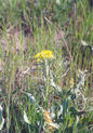 #3: Another wildflower in the pasture.