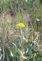 #3: Another wildflower in the pasture.