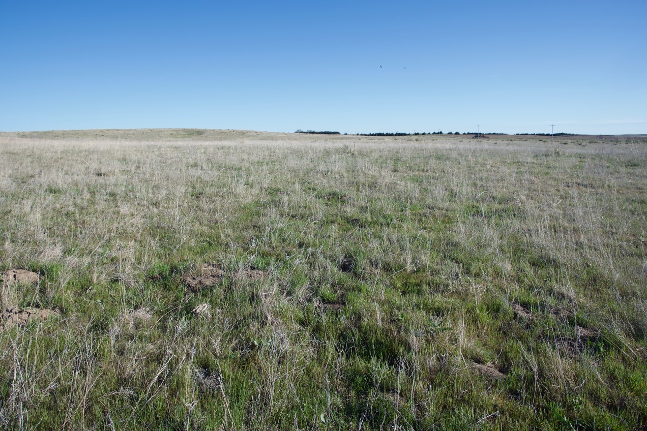 The confluence point lies in a (currently unused) farm field.  (This is also a view to the South.)