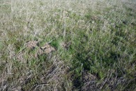 #5: Ground cover at the confluence point