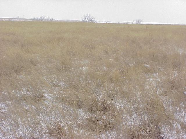 View to the northeast from the confluence site.