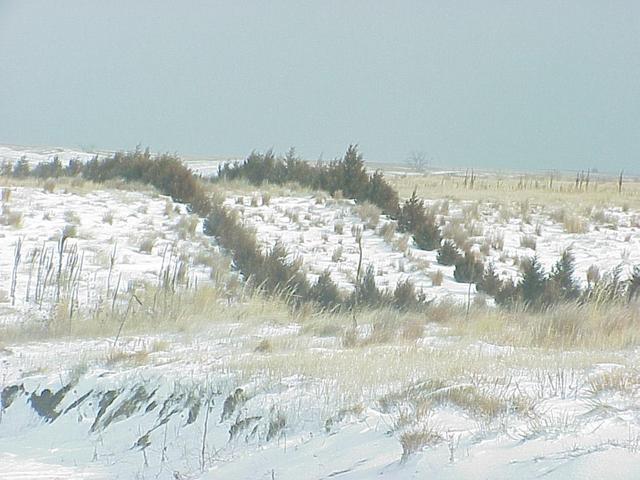 Double row of evergreen trees marking the start of the confluence hike, about 400 meters north of the confluence.