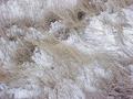 #4: Ground cover at the confluence site--Great Plains grassland in midwinter.