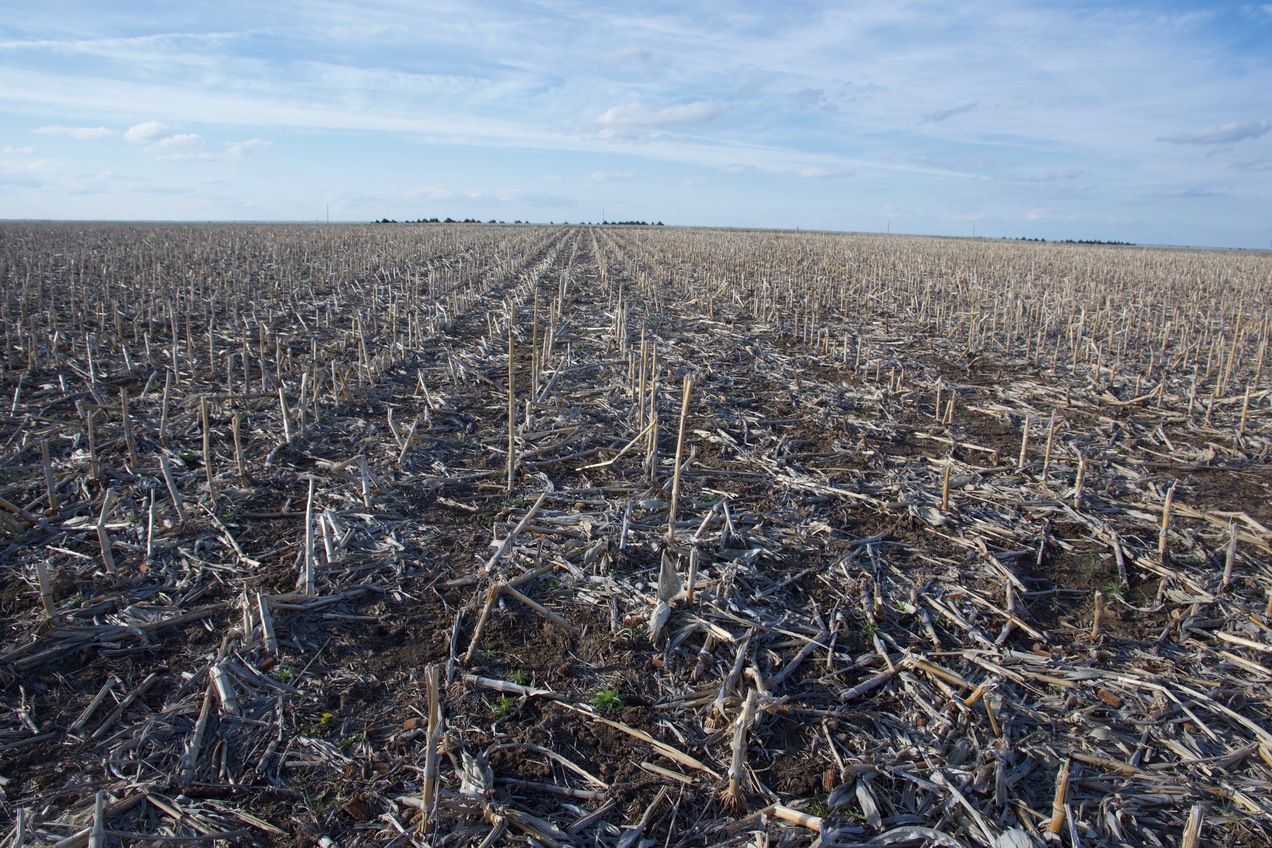 The confluence point lies within a fallow corn field.  (This is also a view to the North, towards a dirt road, 0.2 miles away.)