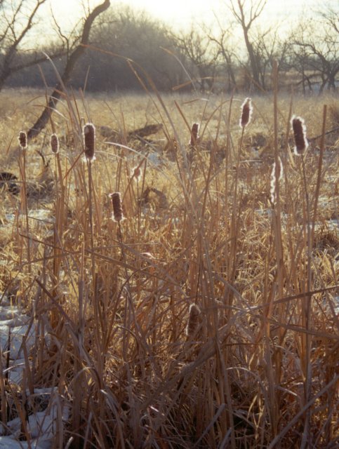 Cattails in early morning light