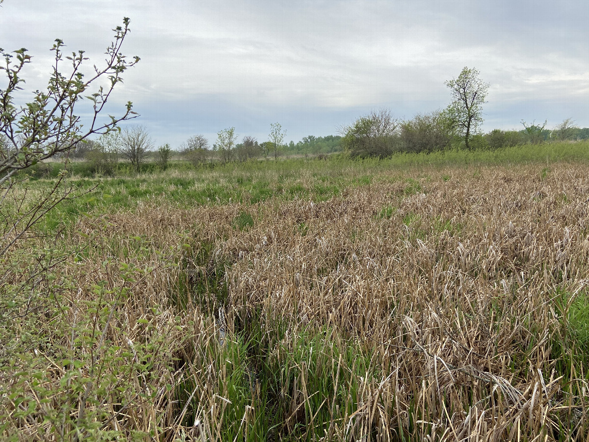 View to the south from the confluence point. 