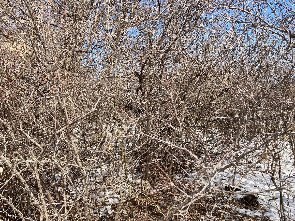 Looking north from the confluence, at the dormant trees