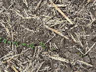 #8: Ground cover at the confluence point. 