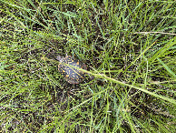 #8: Ground cover at the confluence point.  Box turtle !