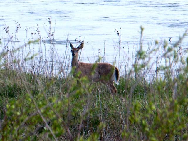 Whitetail Deer on the Bank of the North Loop River