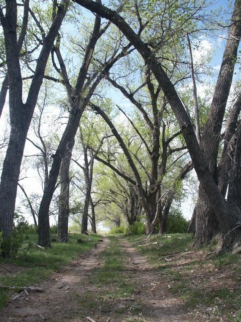 Tree lined lane near confluence