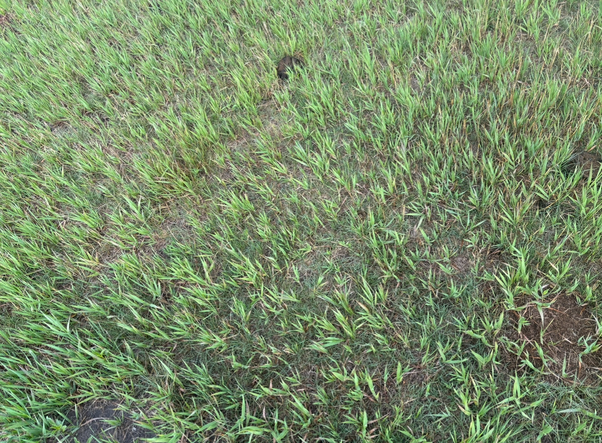 Ground cover at the confluence point. 