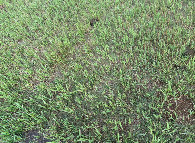 #8: Ground cover at the confluence point. 
