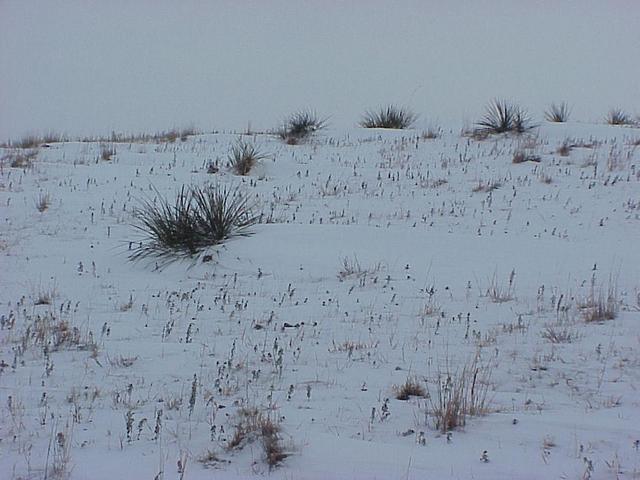 View to the northeast from the confluence.