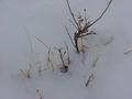 #4: Groundcover and 15 cm of snow at the confluence.