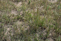 #7: Ground Cover at 42N 101W
