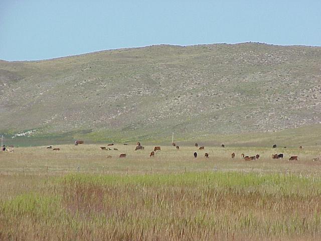 View to the west from the confluence.