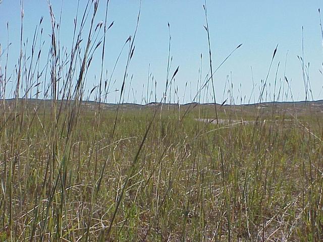 View to the east from the confluence.