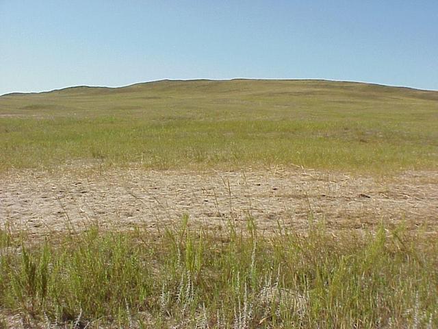 View to the south from the confluence.