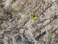 #6: Ground cover at the confluence.