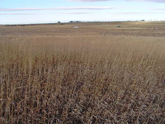 Looking past the confluence to the north.