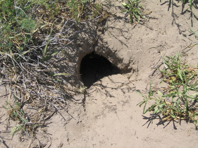 Rodent Home at the confluence