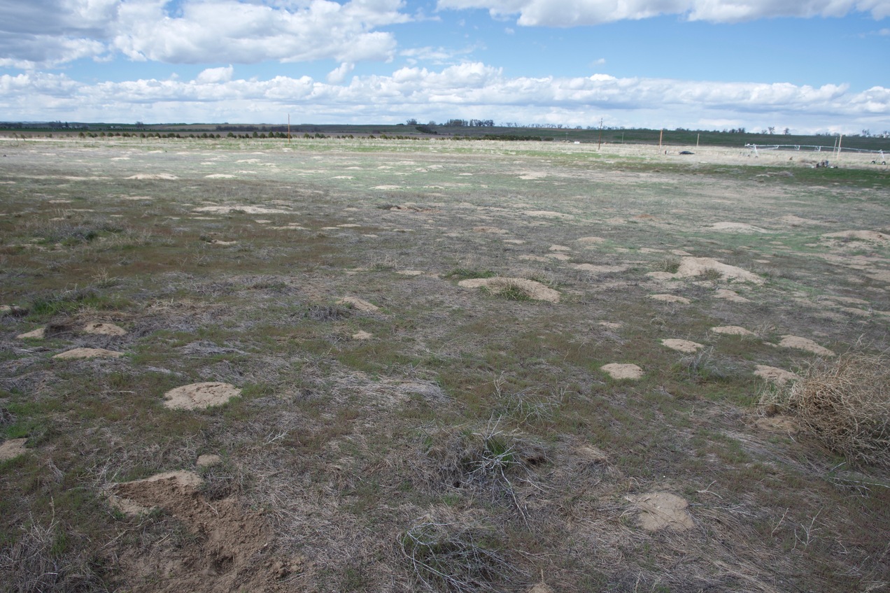 View North (towards a dirt road, 0.1 miles away)