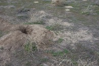 #5: Ground cover at the confluence point - most notably a large prairie dog burrow.