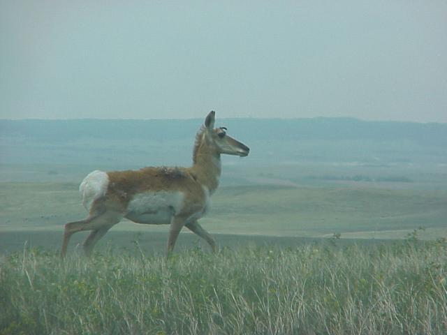 Pronghorned antelope running toward the west.