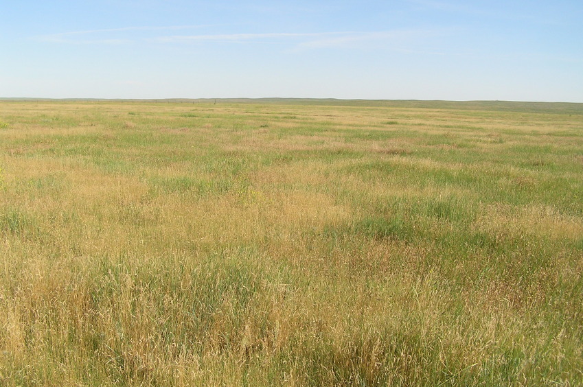 View to the north from the confluence.