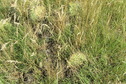 #2: Ground cover at the confluence point:  Cacti and grasses.