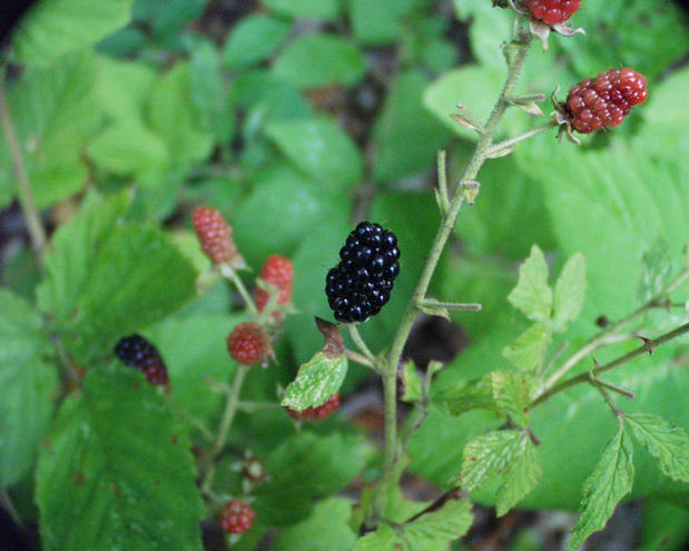 wild blackberry