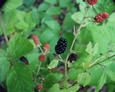 #4: wild blackberry