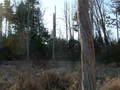 #5: West view 1-28-07