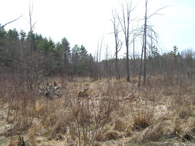 View to the south from the confluence.