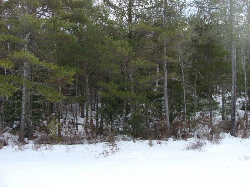 Not a scene easily seen in summer:  the view uphill from Carpenter’s Marsh toward 43N 72W